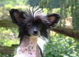 CHIEN NU CHINOIS 289